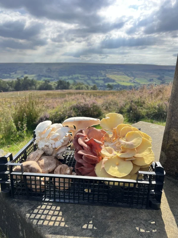 sheriff-hutton-village-market-morrside-mushrooms