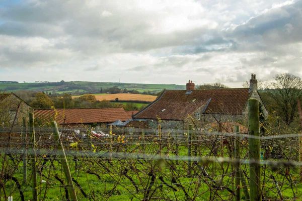 sheriff-hutton-village-market-ryedale-vineyards